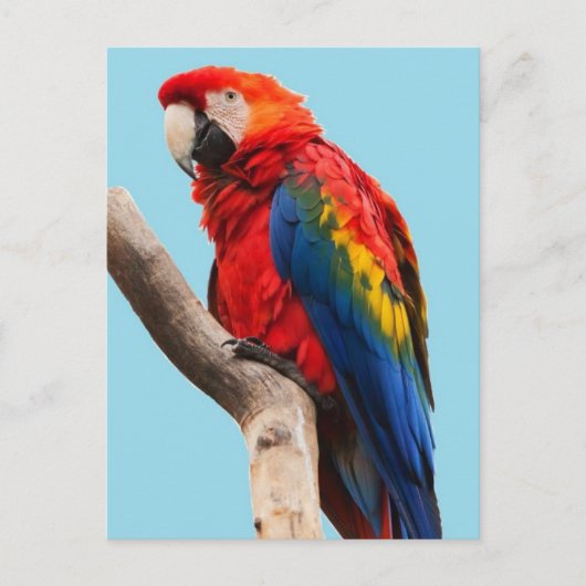Carte Postale Colorful Parrot Portrait (Devant)