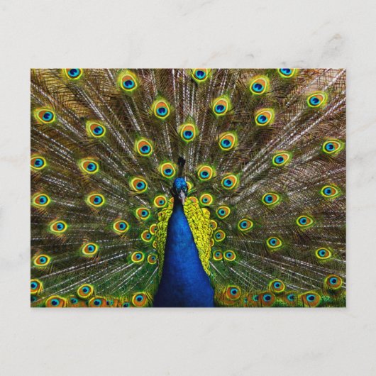 Carte Postale Colorful peacock (Devant)