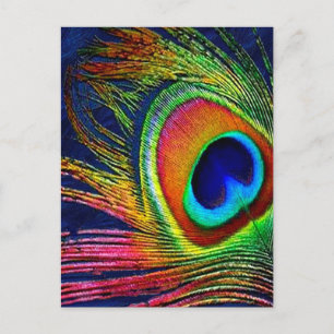 Carte Postale Colorful Peacock Feather
