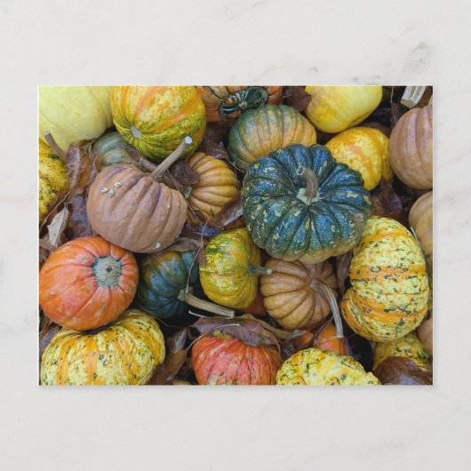 Carte Postale Colorful Pumpkin Postcard (Devant)