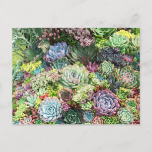 Carte Postale Colorful Succulent Garden