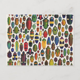 Carte Postale Colorful Vintage Illustrated Beetles