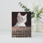Carte Postale Colosseum grande chatte blanche (Debout devant)