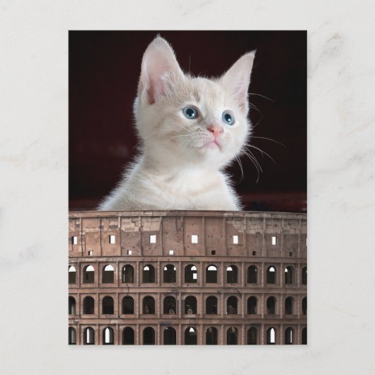 Carte Postale Colosseum grande chatte blanche (Devant)