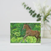 Carte Postale Colt à moitié arabe (Debout devant)