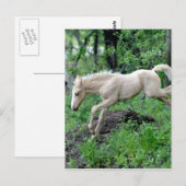 Carte Postale Colt à rebours (Devant / Derrière)