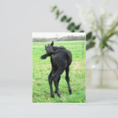 Carte Postale Colt Itchy Bumm (Debout devant)