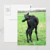 Carte Postale Colt Itchy Bumm (Devant / Derrière)