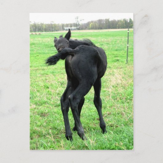 Carte Postale Colt Itchy Bumm (Devant)