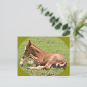 Carte Postale Colt nouveau-né (Debout devant)