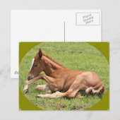 Carte Postale Colt nouveau-né (Devant / Derrière)