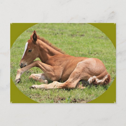 Carte Postale Colt nouveau-né (Devant)