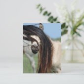 Carte Postale Colt Peek-a-Boo (Debout devant)
