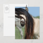 Carte Postale Colt Peek-a-Boo (Devant / Derrière)