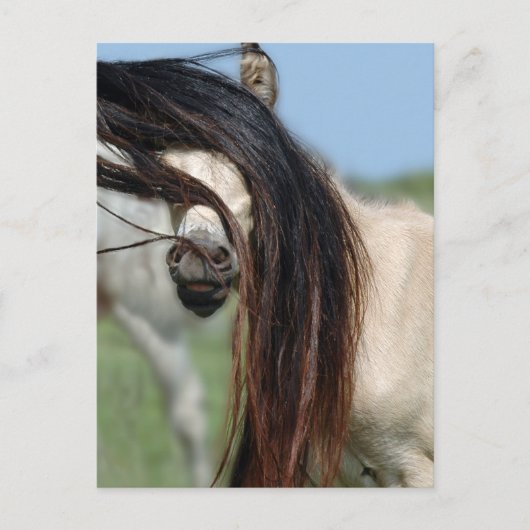 Carte Postale Colt Peek-a-Boo (Devant)