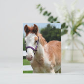 Carte Postale Colt Red Roan (Debout devant)