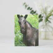 Carte postale Colt Roan (Debout devant)