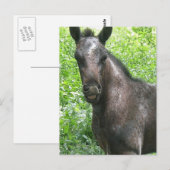 Carte postale Colt Roan (Devant / Derrière)