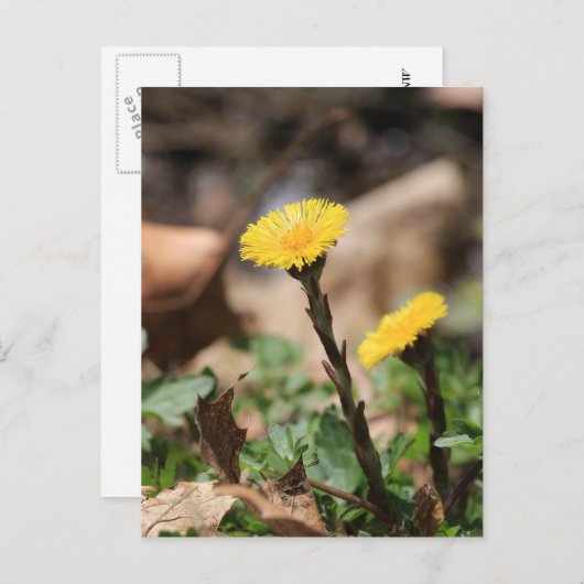 Carte Postale Coltsfoot (Devant / Derrière)