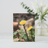 Carte Postale Coltsfoot (Debout devant)