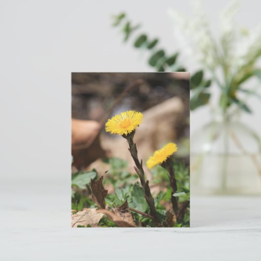 Carte Postale Coltsfoot (Debout devant)