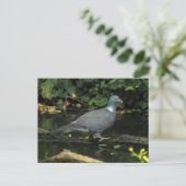 Carte Postale Columba palumbus (Debout devant)
