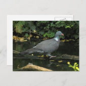 Carte Postale Columba palumbus (Devant / Derrière)
