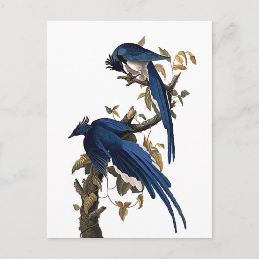 Carte Postale Columbia Jay | John James Audubon (Devant)