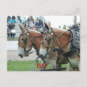 Carte Postale columbia tn