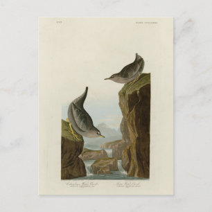 Carte Postale Columbian Water Ouzel, Audubon's Birds of America