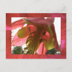 Carte Postale columbine