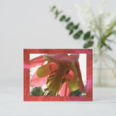 Carte Postale columbine (Debout devant)