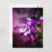 Carte postale Columbine (Devant / Derrière)