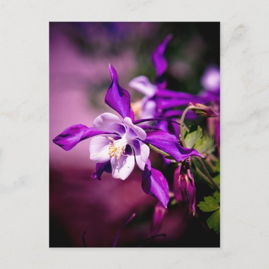 Carte postale Columbine (Devant)