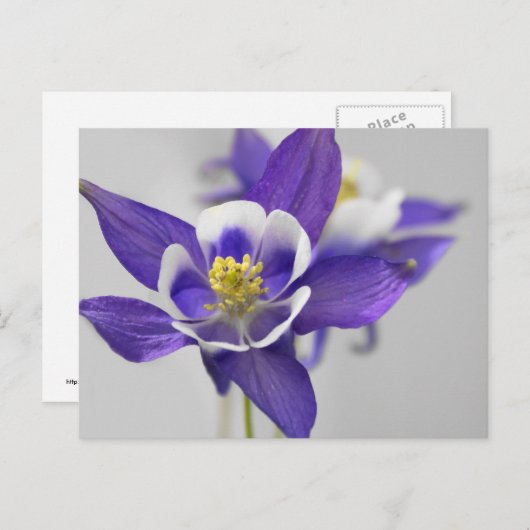 Carte postale Columbine (Devant / Derrière)