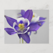 Carte postale Columbine (Devant)