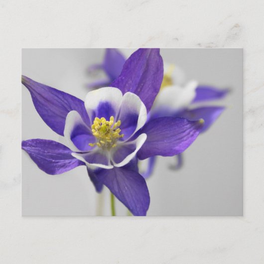 Carte postale Columbine (Devant)