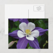 Carte postale Columbine Purple et White Flower (Devant / Derrière)