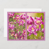 Carte Postale Columbines Diptyque (Devant / Derrière)