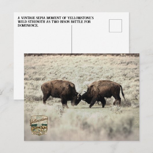 Carte Postale Combat de bisons de Yellowstone sépia (Devant / Derrière)