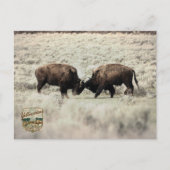 Carte Postale Combat de bisons de Yellowstone sépia (Devant)