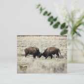 Carte Postale Combat de bisons de Yellowstone sépia (Debout devant)