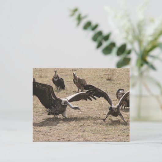 Carte Postale combat vautour (Debout devant)