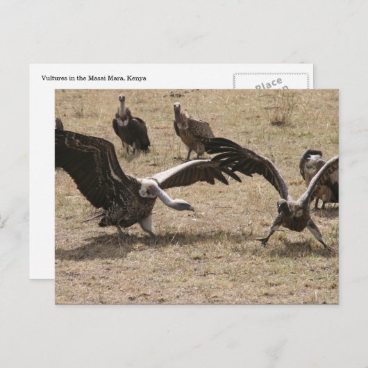 Carte Postale combat vautour (Devant / Derrière)