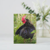 Carte Postale Combattre le coq (Debout devant)