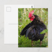 Carte Postale Combattre le coq (Devant / Derrière)