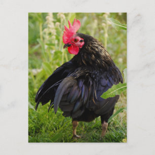 Carte Postale Combattre le coq