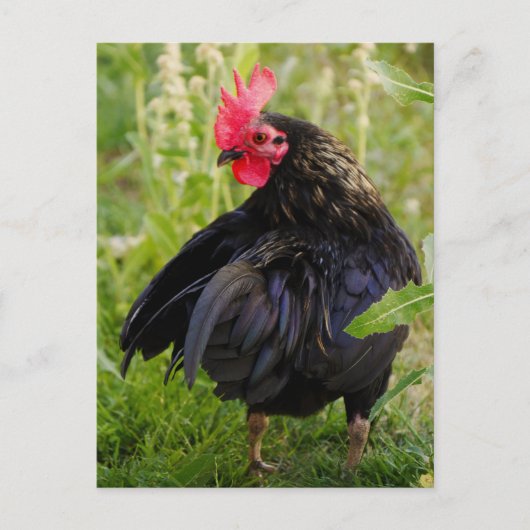 Carte Postale Combattre le coq (Devant)