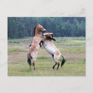 Carte Postale Combattre les chevaux sauvages
