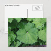 Carte Postale Combattre l'escargot (Devant / Derrière)